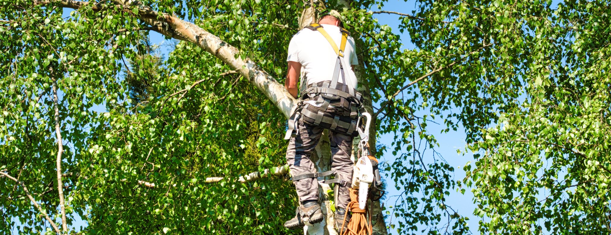 Pracownik drzew używający sprzętu zabezpieczającego do przycinania gałęzi wysoko na drzewie.