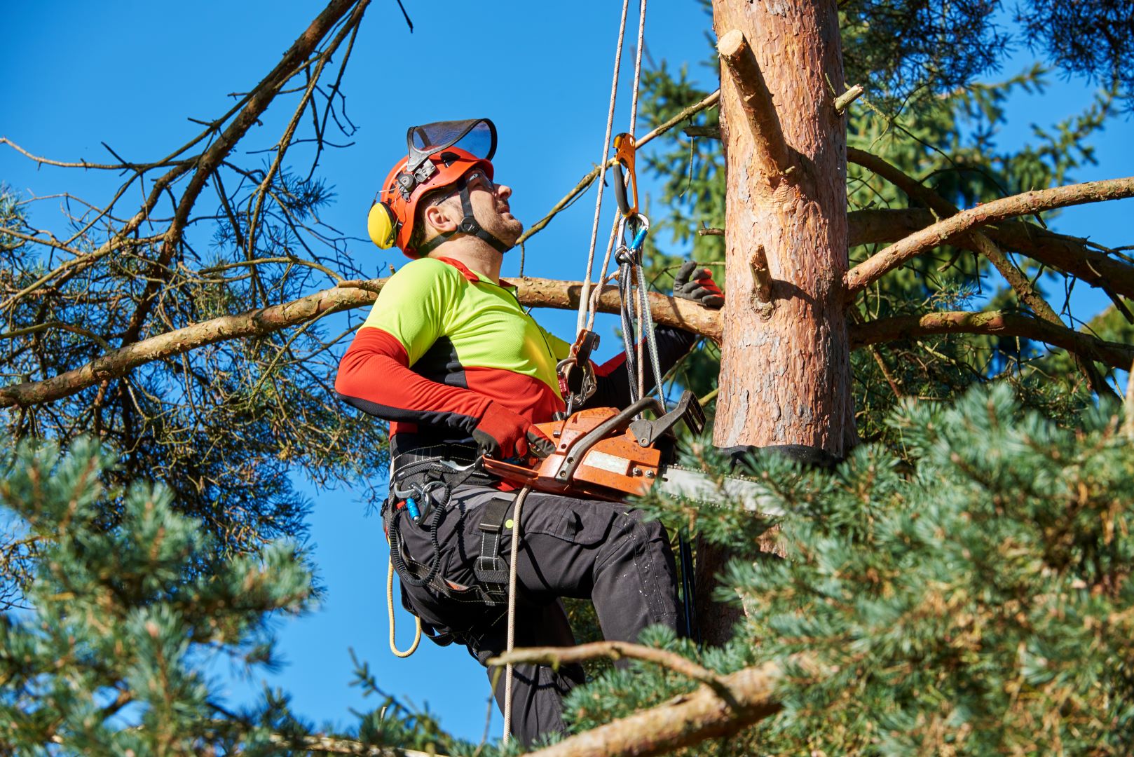 Arborysta używający sprzętu wspinaczkowego do wspinania się na drzewo w celu prac konserwacyjnych.